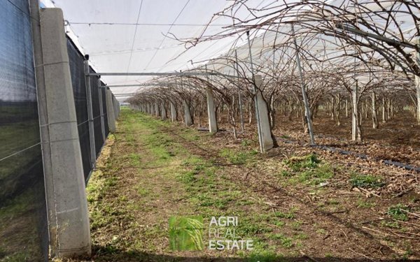 terreno agricolo in vendita a Latina in zona Chiesuola
