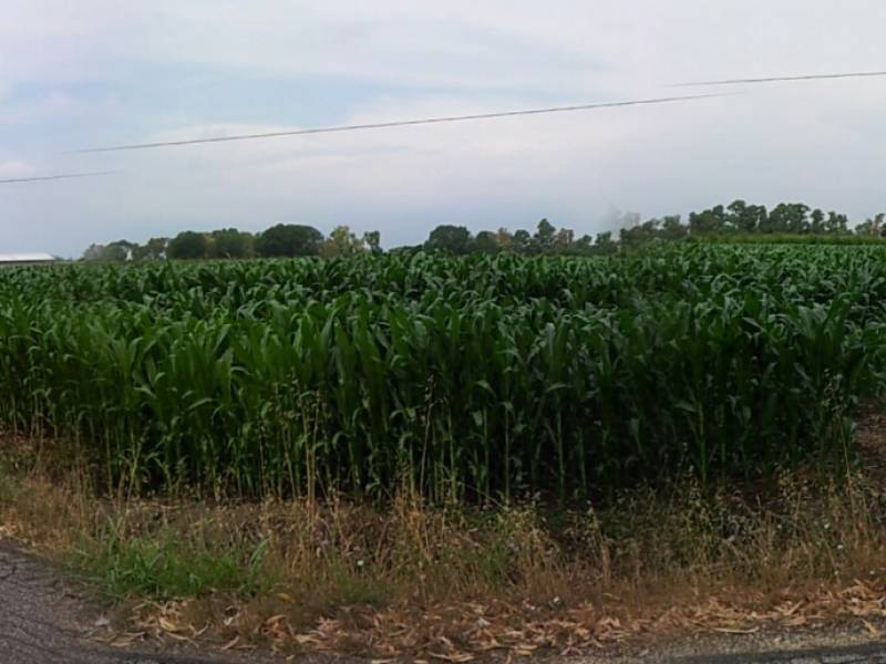 terreno agricolo in vendita a Latina