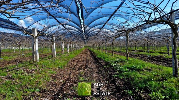 terreno agricolo in vendita a Latina in zona Borgo Faiti