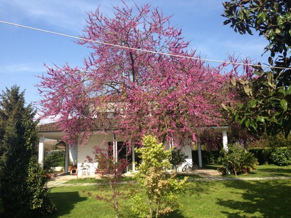 casa indipendente in vendita a Latina in zona Borgo San Michele