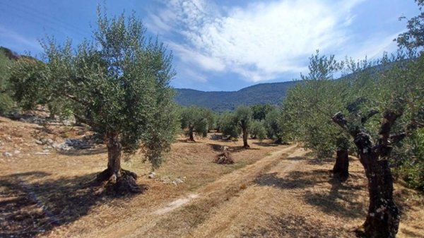 terreno agricolo in vendita a Maenza