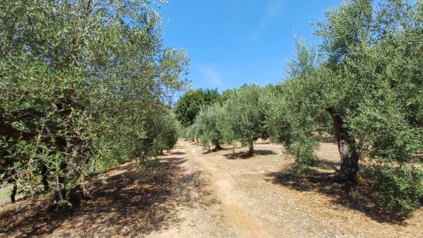 terreno agricolo in vendita a Maenza
