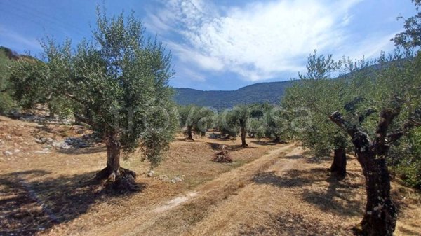 terreno agricolo in vendita a Maenza