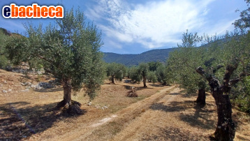 terreno agricolo in vendita a Maenza