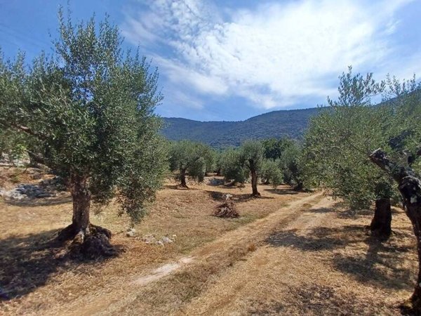 terreno agricolo in vendita a Maenza