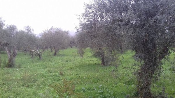 terreno agricolo in vendita a Maenza