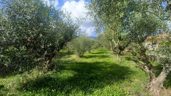 terreno agricolo in vendita a Maenza