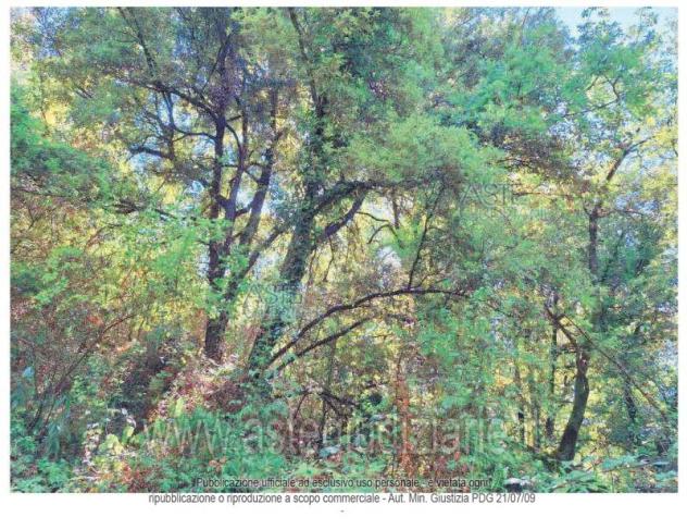 terreno agricolo in vendita a Maenza