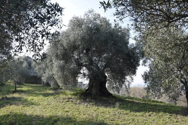 casa indipendente in vendita a Minturno in zona Pulcherini