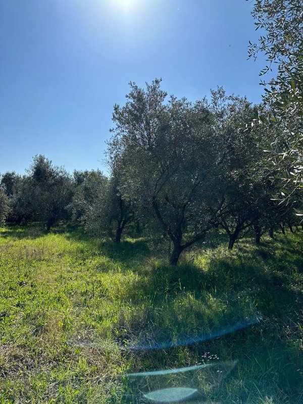 terreno agricolo in vendita a Minturno