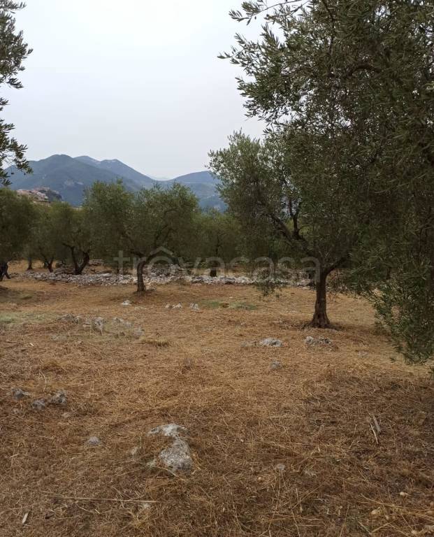 terreno agricolo in vendita a Norma