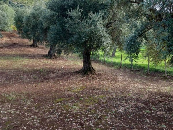 terreno agricolo in vendita a Norma
