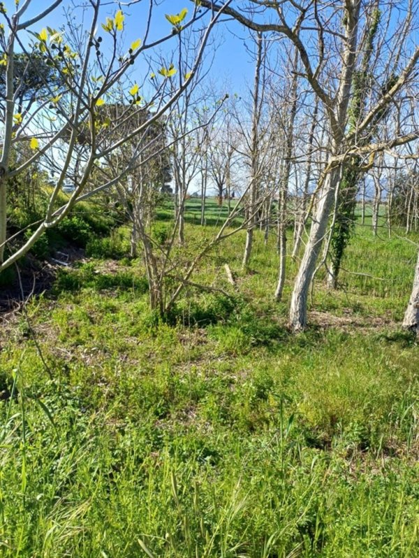terreno agricolo in vendita a Pontinia