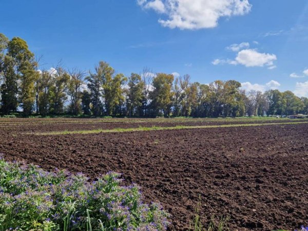 terreno agricolo in vendita a Pontinia