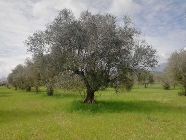 terreno agricolo in vendita a Priverno