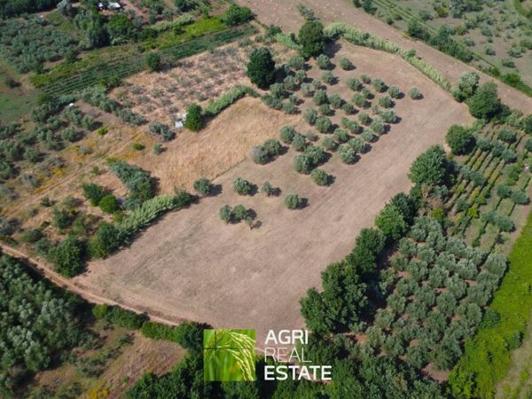 terreno agricolo in vendita a Priverno