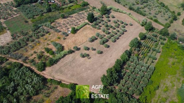 terreno agricolo in vendita a Priverno