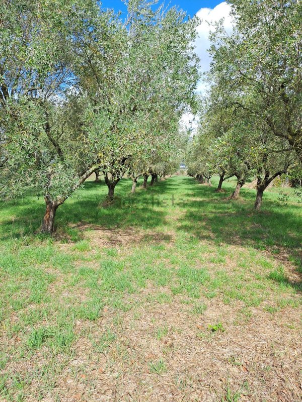 terreno agricolo in vendita a Priverno