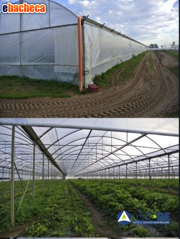 terreno agricolo in vendita a Sabaudia