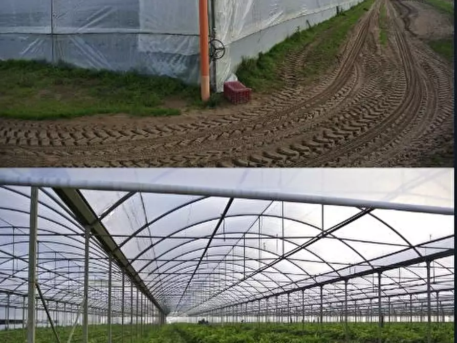 terreno agricolo in vendita a Sabaudia