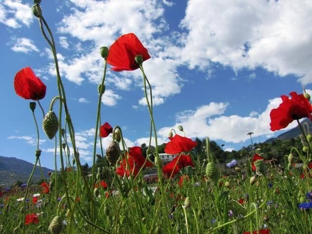 terreno agricolo in vendita a Sabaudia