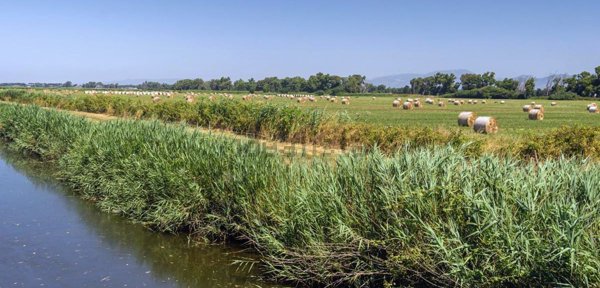 terreno agricolo in vendita a Sabaudia