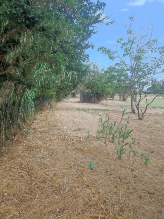 terreno agricolo in vendita a Santi Cosma e Damiano