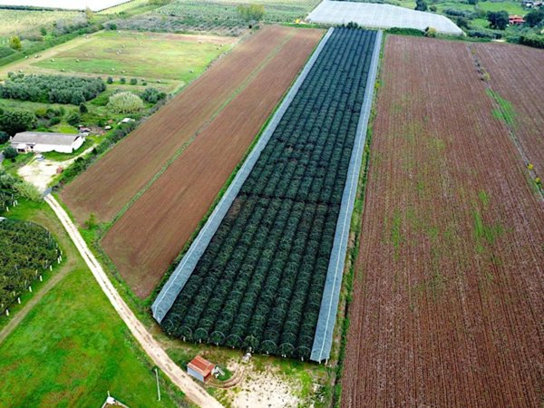 terreno agricolo in vendita a Sermoneta in zona Doganella