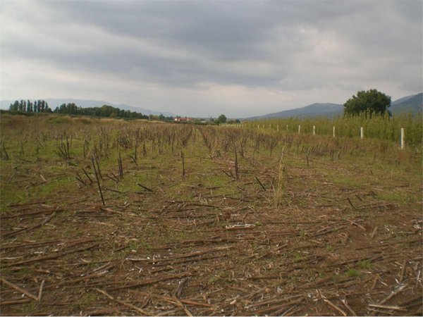 terreno agricolo in vendita a Sermoneta