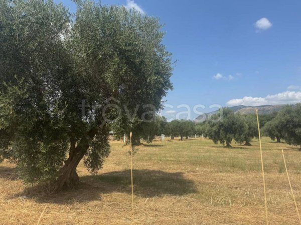 terreno agricolo in vendita a Sermoneta