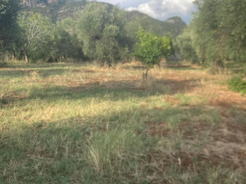 terreno agricolo in vendita a Sermoneta
