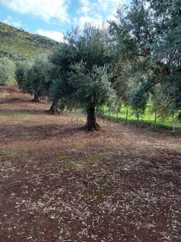 terreno agricolo in vendita a Sermoneta
