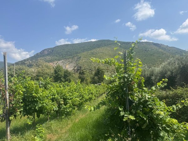 terreno agricolo in vendita a Sermoneta in zona Ponte Nuovo