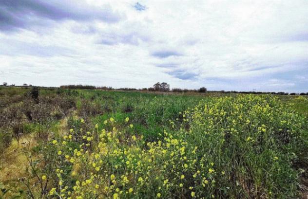 terreno agricolo in vendita a Sezze