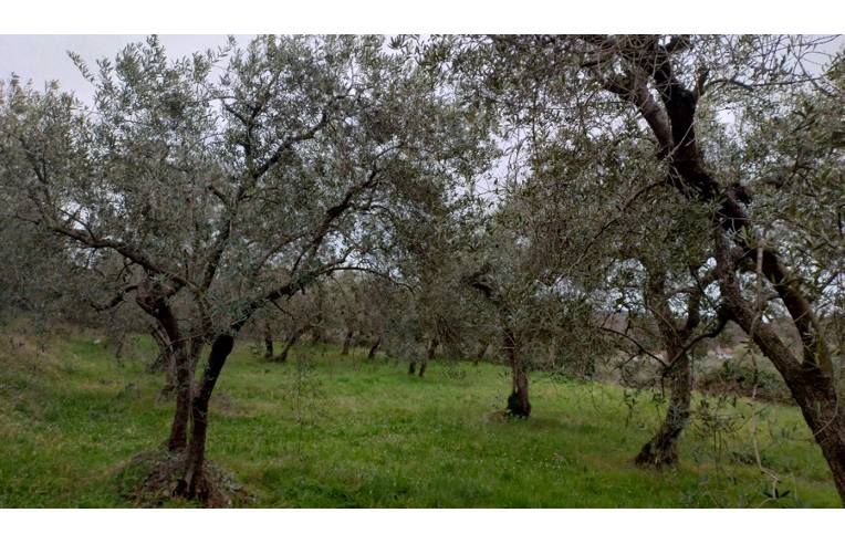 terreno agricolo in vendita a Sezze in zona Suso