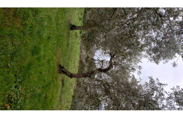 terreno agricolo in vendita a Sezze in zona Suso