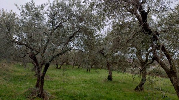terreno agricolo in vendita a Sezze in zona Suso