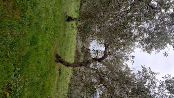 terreno agricolo in vendita a Sezze in zona Suso