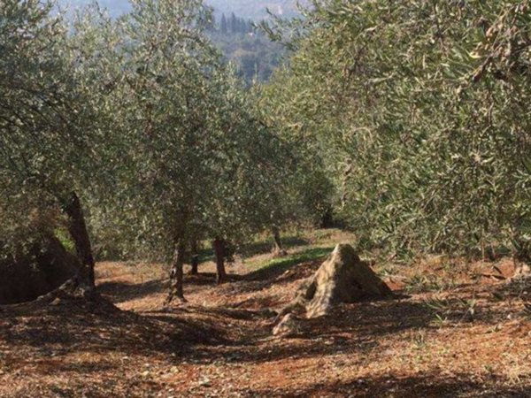 terreno agricolo in vendita a Sonnino