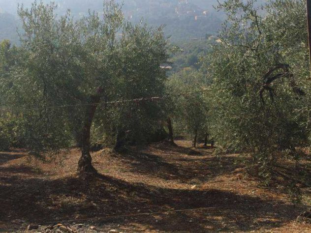 terreno agricolo in vendita a Sonnino