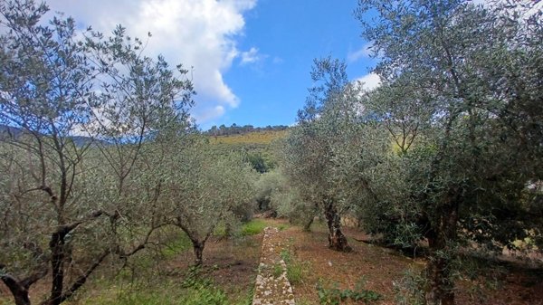 terreno agricolo in vendita a Sonnino