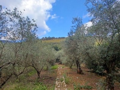terreno agricolo in vendita a Sonnino