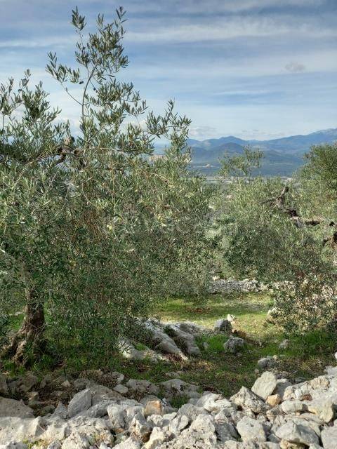 terreno agricolo in vendita a Sonnino