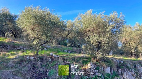 terreno agricolo in vendita a Sonnino