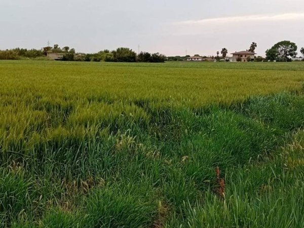 terreno agricolo in vendita a Terracina