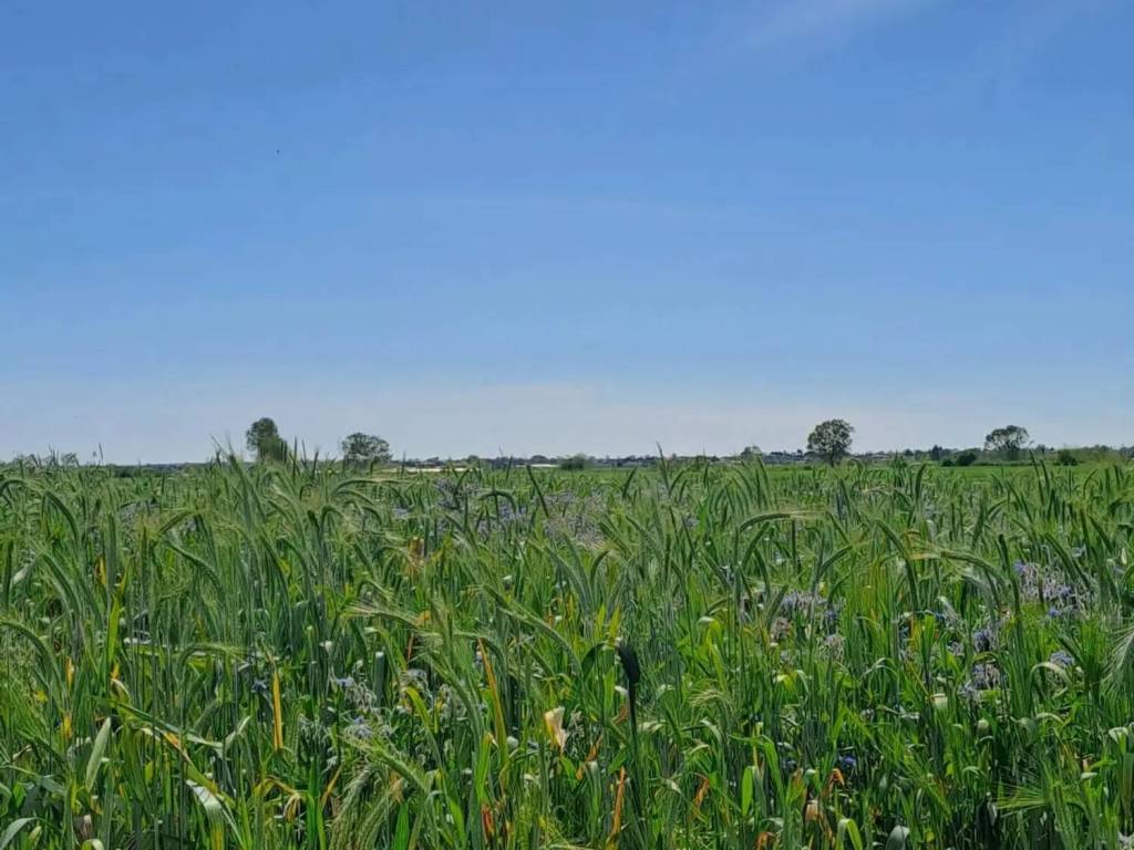 terreno agricolo in vendita a Terracina in zona Casaletti