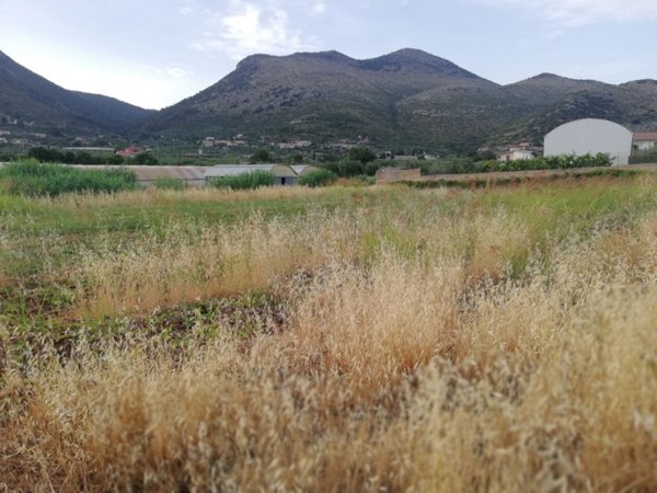 terreno agricolo in vendita a Terracina