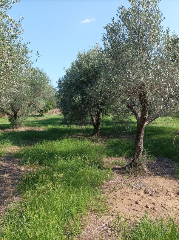 terreno agricolo in vendita a Terracina