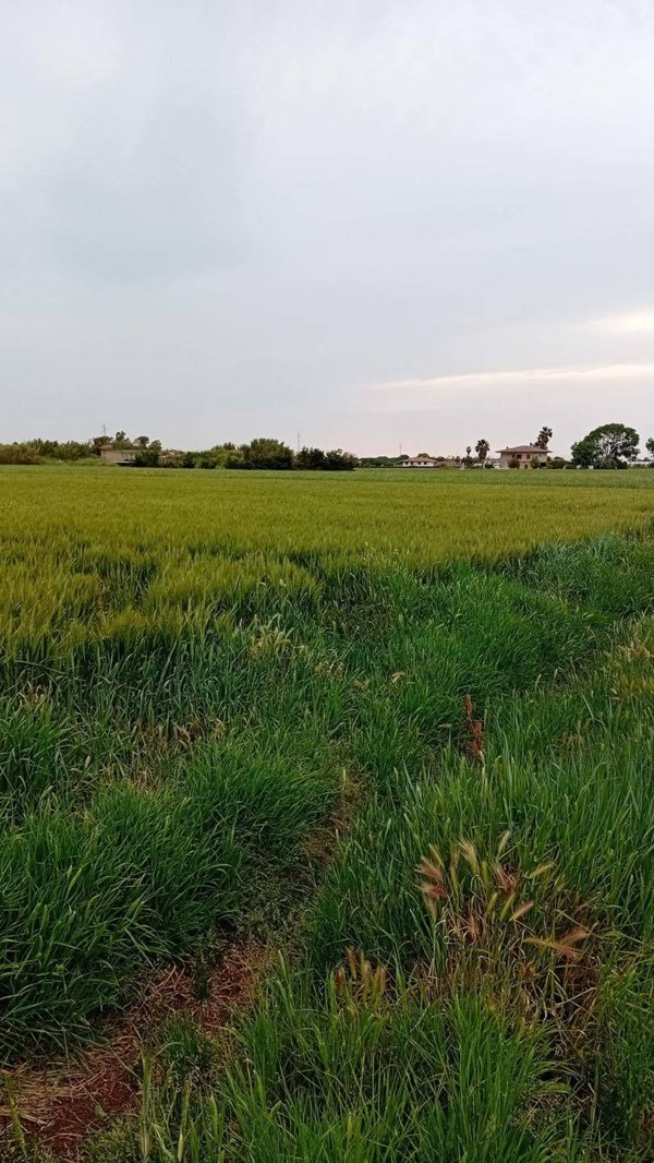 terreno agricolo in vendita a Terracina in zona La Fiora