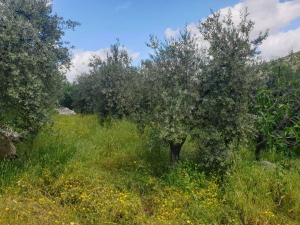 terreno agricolo in vendita a Terracina